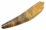 Fossil Spinosaurus Tooth - Real Dinosaur Tooth #363507-1